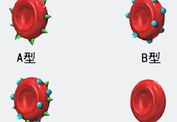 血型决定寿命长短？美国60万人研究发现：A型血60岁前或更易中风