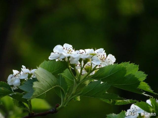 你见过山楂花吗？快来看看