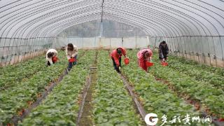 仁怀：草莓抢“鲜”上市 映红甜蜜日子