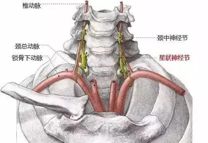 济南市第三人民医院疼痛科专家科普星状神经节阻滞疗法