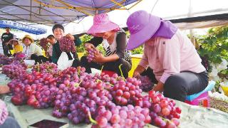 宾川优质葡萄销路广