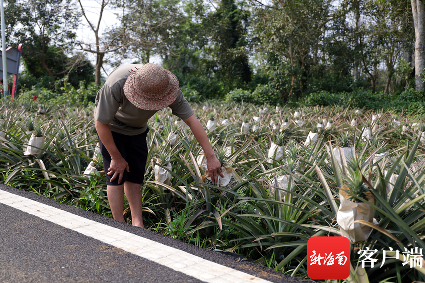 海口千亩凤梨迎丰收 村民致富笑开颜