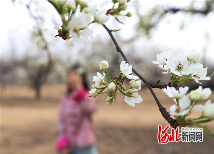 固安：梨花盛开　“花海”引客来