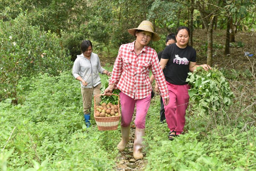 屯昌农户种植油茶树助力乡村振兴