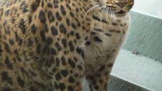 网红豹子胖成了豹警官 网友：现实版疯狂动物城！