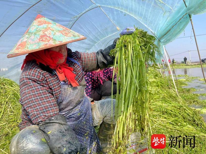 “水中小菜”长成“摇钱大树”！村民在冰冷水中摘水芹，荷包鼓了心头热乎乎