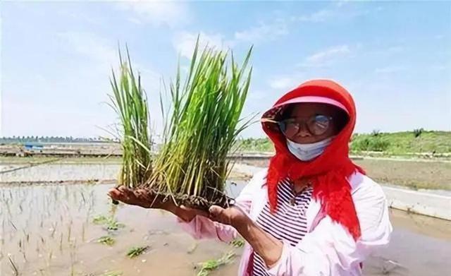 海水稻卖相艳红，口感很差，为何我国还要花百万亩土地来种植