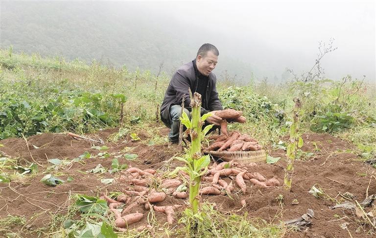 罗平小红薯铺出“甜蜜路”