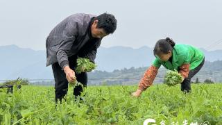 仁怀长岗镇：豌豆尖绿油油 村民采摘乐心头