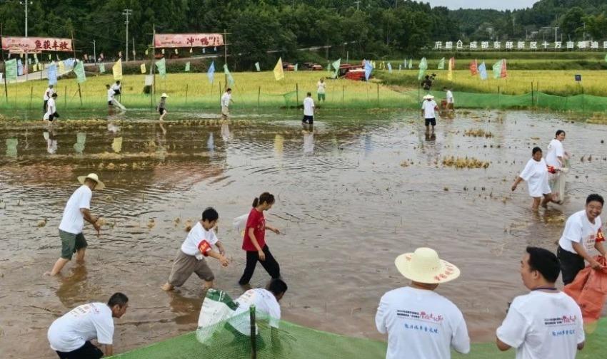 成都东部新区：粮油园区大丰收 天府粮仓添新粮