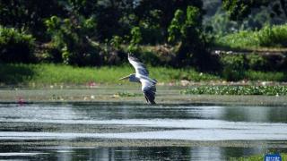 斯里兰卡：湿地公园里的生物多样性之美