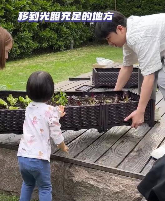 王祖蓝一家四口院子种菜！女儿抬框浇水熟练