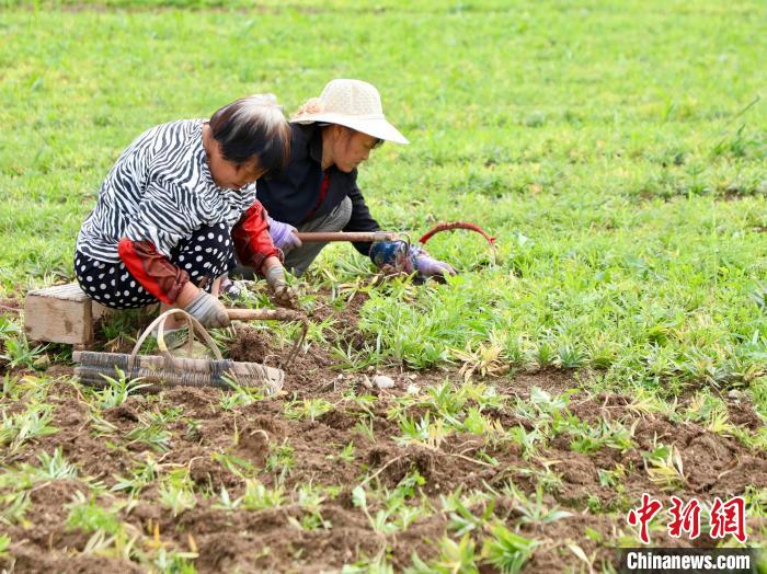 浙江磐安：浙贝母陆续产新 药农田间采挖忙