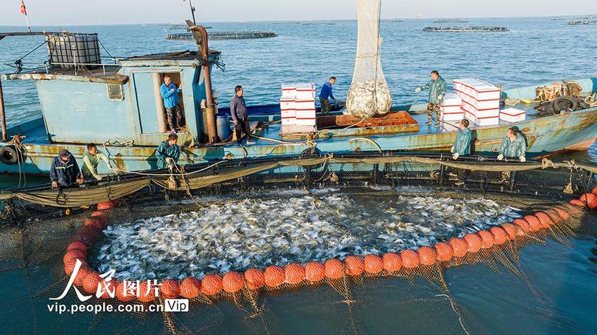 广东湛江：海洋牧场收鱼忙