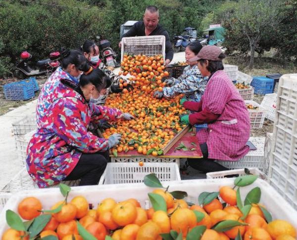 蜜橘喜丰收