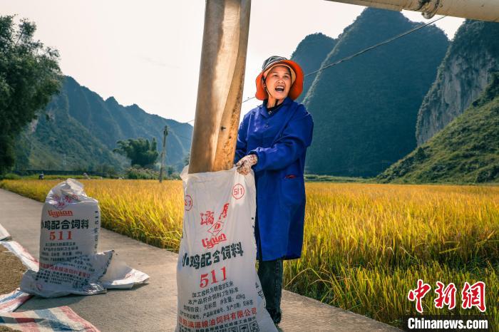 广西靖西：“丰”景如画 稻穗弯弯村民笑