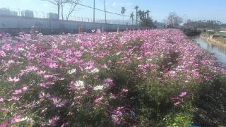 万寿菊、香根草……三亚水稻田边这些花花草草竟然是“灭虫神器”