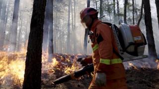 以火防火 森林可燃物计划烧除到底是什么？