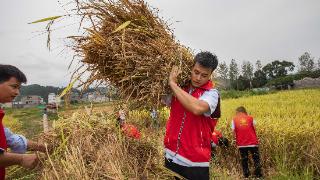 江西永新：志愿者助农抢收水稻