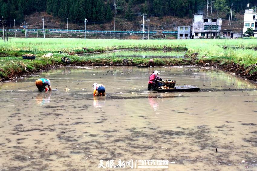 天眼影像｜织金县阿弓镇：春水润田野 莲藕收获忙