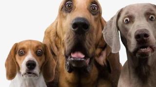 这5种狗狗，不仅当警犬没戏，家养还会气哭你！