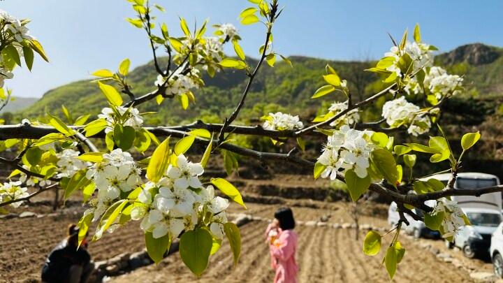 梨花飞雪满春山——青龙第十五届官场梨花节暨第二届电商采购节开幕