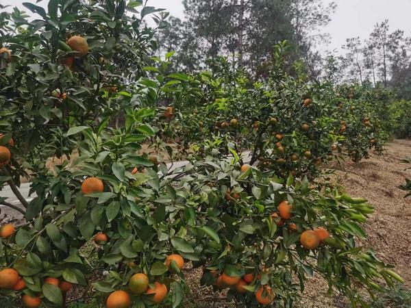 习水县大湾村：黄灿灿的沃柑挂满枝头