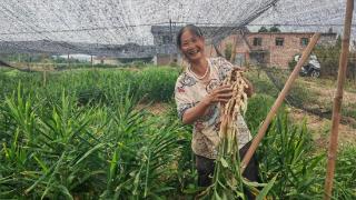 泸州泸县牛滩生姜走出国门