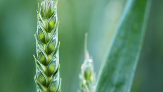桓台县“农机+农技”助力小麦玉米收种同步
