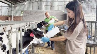 河北定州：奶牛养殖业“牛劲”十足