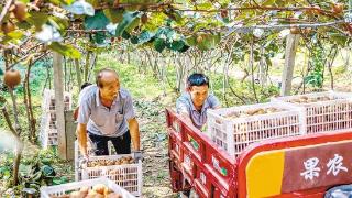 猕猴桃出村记