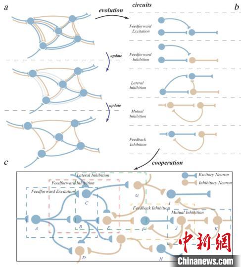 中国团队提出脑启发演化脉冲神经网络  助力人工智能基础研究创新