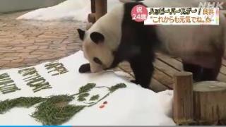 旅日大熊猫“良滨”24岁啦！ 游客：希望它一直元气满满