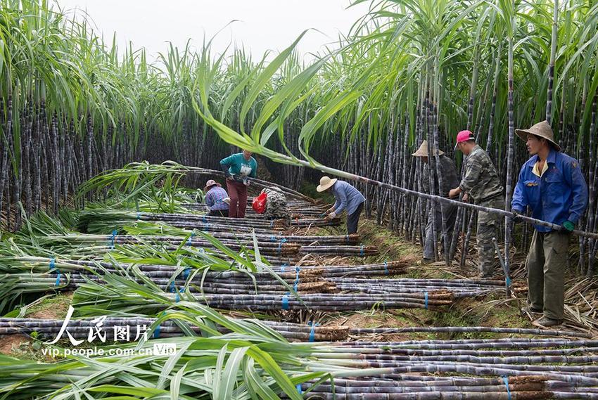 浙江兰溪：甘蔗丰收 甜蜜满溢