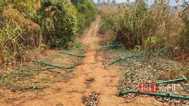 夫妇投资两千万在云南建果园屡遭野象破坏，基地运作近乎瘫痪，人象冲突何解？