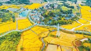 “天府粮仓”成都片区建设：科技推动农业高质量发展