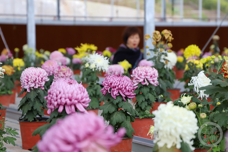 云阳：16万株菊花迎客来 满园芳菲别样妆