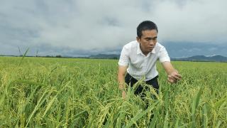东方南繁水稻制种产业园迎来新机遇