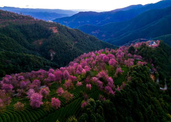 云南无量山樱花谷“樱”姿飒爽