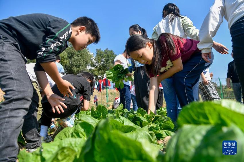 湖北黄梅：劳动教育助力学生健康成长