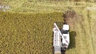 统筹调度区域内农机装备 陕西汉中122万亩水稻喜迎丰收