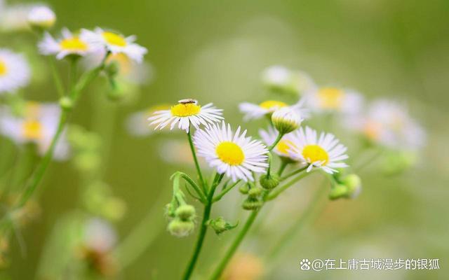 坚定心中的热爱，阳光下创造美好，遇见的都是风景，温暖且治愈