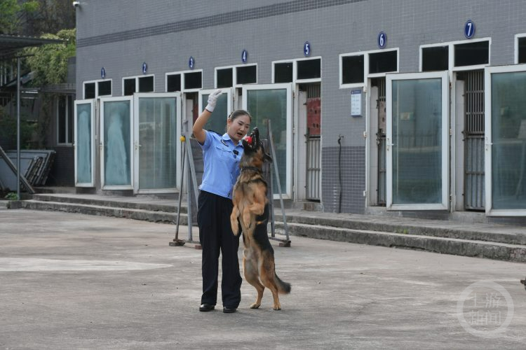 百姓记录｜警队来了第一位警犬女训导员 她想训出一只“功勋犬”！