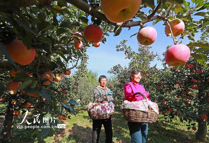 河北玉田：采摘苹果