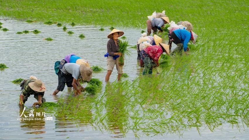 安徽青阳：洪水退后 抢插晚稻秧苗