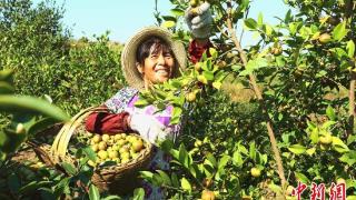 【新时代新征程新伟业】一亩油茶开起大别山“绿色银行”