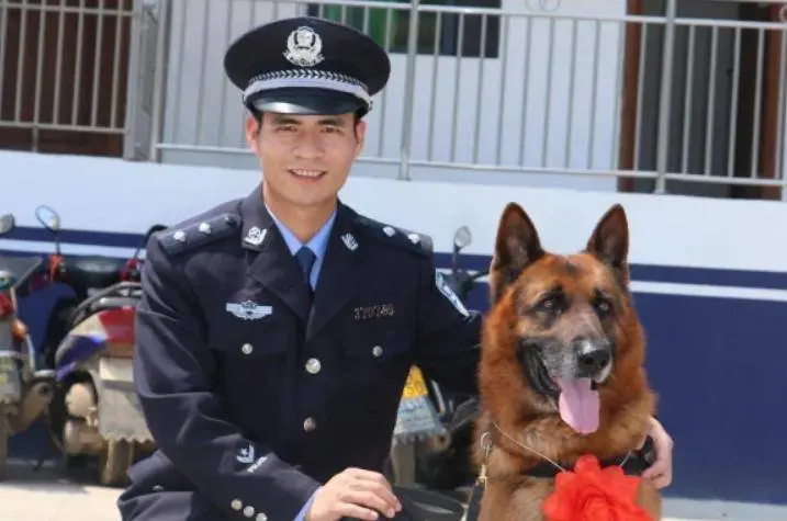 云南退役警犬三次离家出走，真相令人动容！