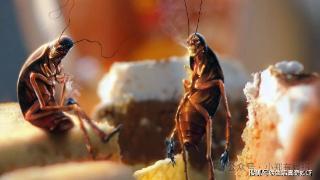 蟑螂的克星，并不是杀虫剂！而是这4种“土方法”