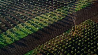 西班牙：清晨的橄榄林