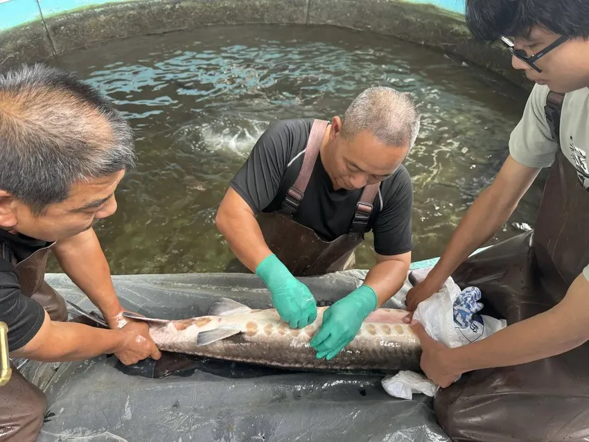 珍贵！全国仅19尾长江鲟原种，18尾在四川宜宾，均捕捞于上世纪90年代